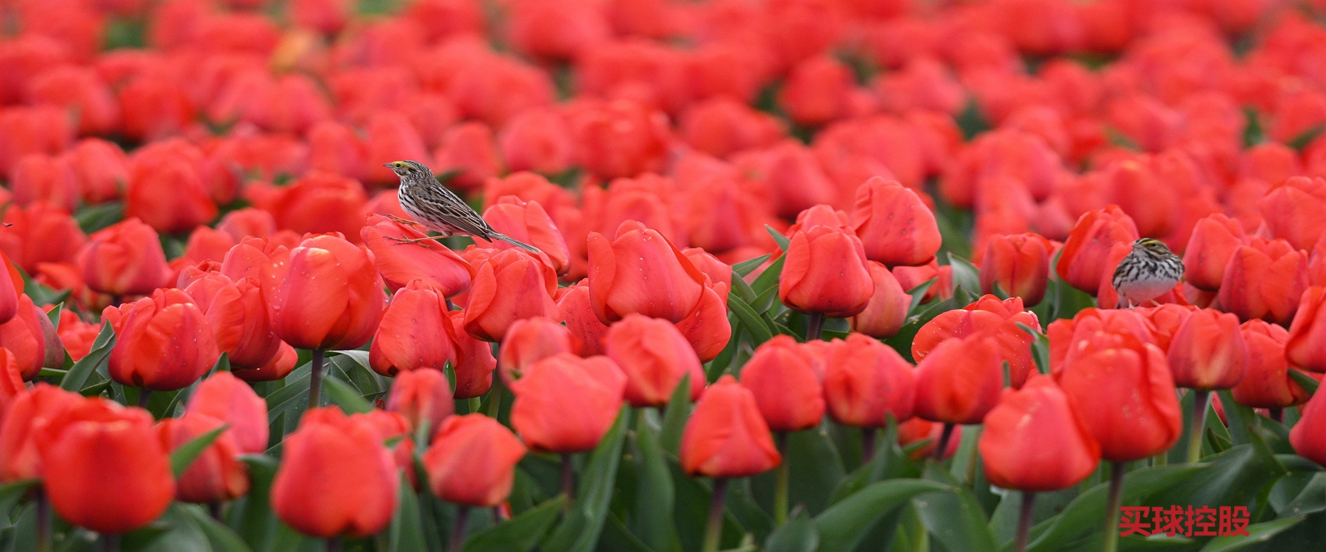 买球入口 - 专业花卉种球进口贸易服务