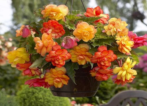 汽车商报的个人主页(图1)