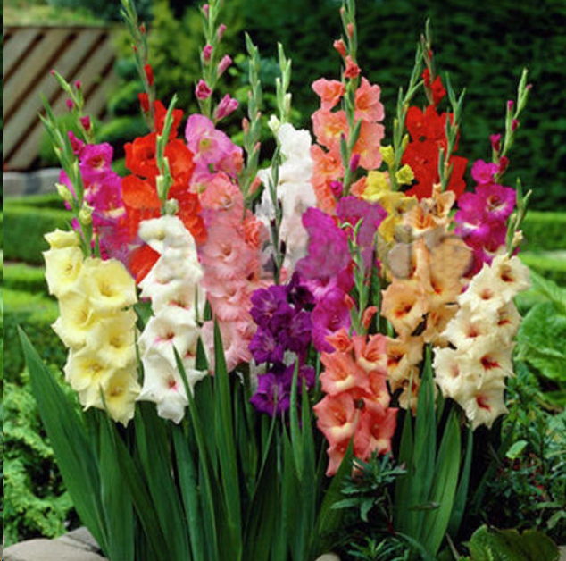 洛阳上官的财经号_中金在线(图1)