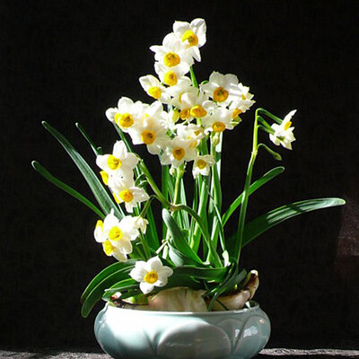 四季百花争艳：22种最佳球根植物推荐(图1)