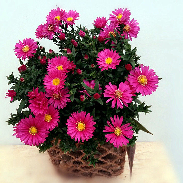 福建周宁高山冷凉花卉迎销售旺季 花农看好年宵花市场前景(图1)