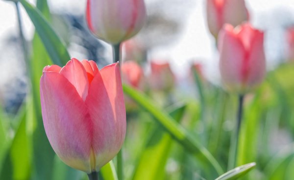 早安北京0414：今日有弱降雨；国家植物园郁金香进入最佳观赏期(图1)