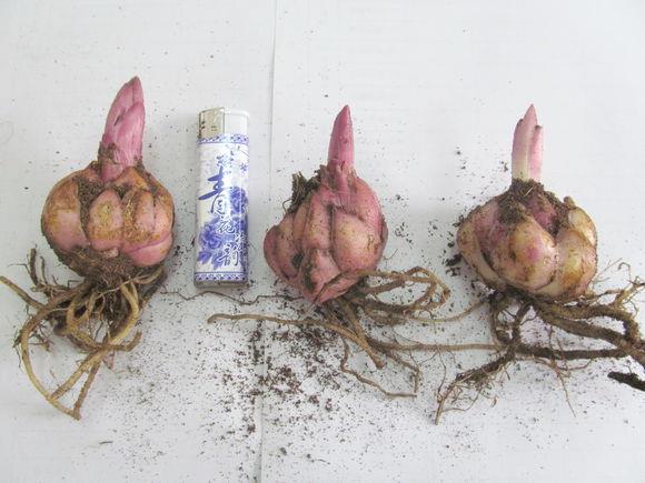 北京郁金香花海盛放五月上旬赏花正当时(图1)