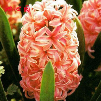 国家植物园夏花进入最佳观赏期(图1)