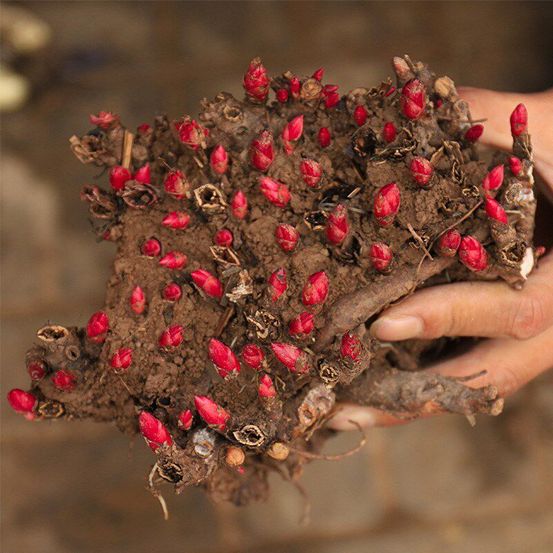 专家：花园正成为拉动绿色大民生与“美丽大经济”的催化剂(图1)