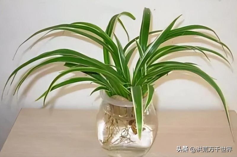 浙江一女子把“野草”当花养9年枝繁叶茂成桩景也太高级了吧(图1)