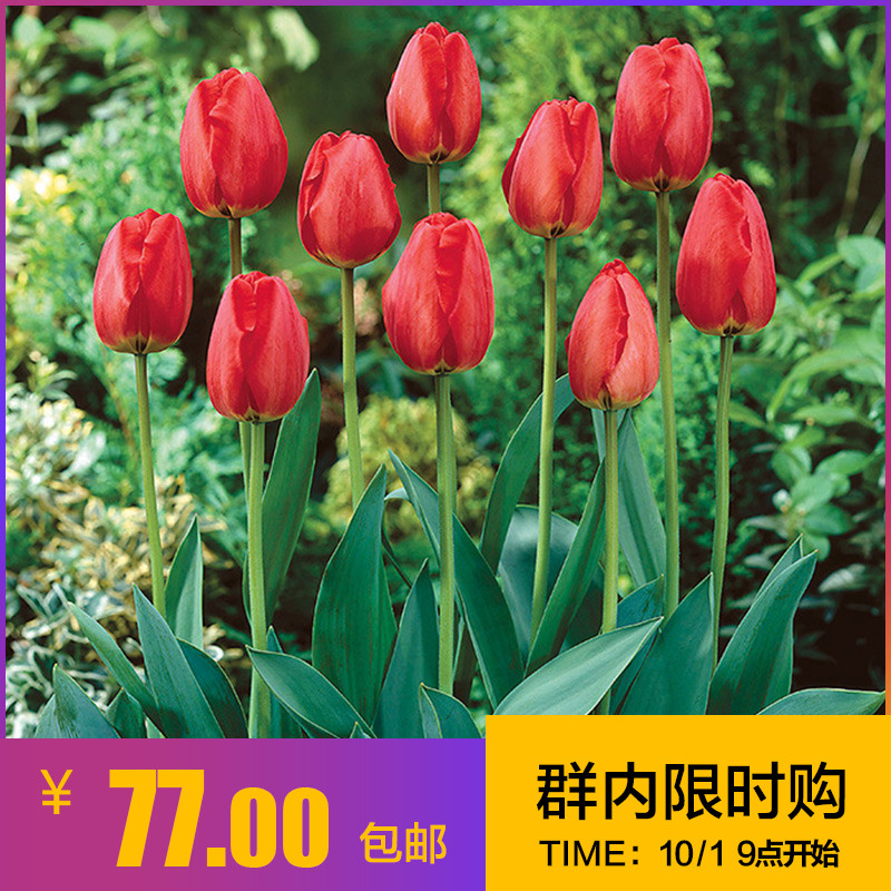 流星花园2001(图1)