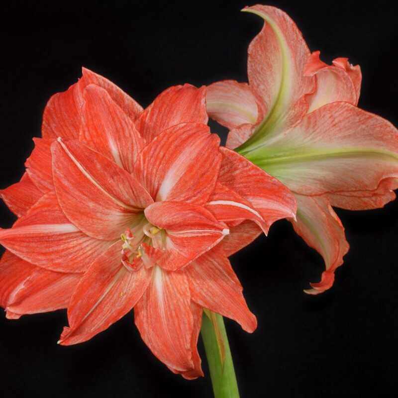 莞韶协作之情 在粤BA赛场温暖呈现(图1)