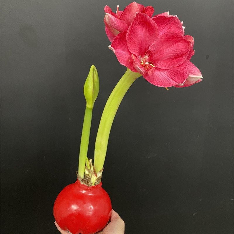 朱顶红的间隔种植、长期开花与循环赏花的实用栽培办法(图1)