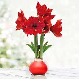 钱报朋友圈·福利｜曾一颗千元的“洋网红”浙江十年育种解锁国风新颜值(图1)