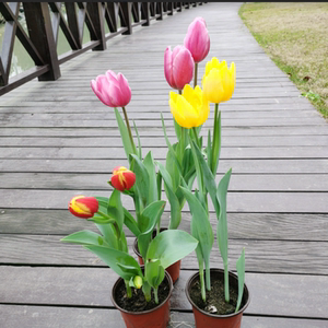 2025北京地坛春节庙会活动攻略（时间+地点+门票）(图1)