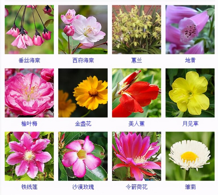 药用芍药绽放“致富花”(图1)