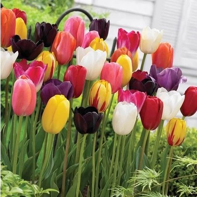 菏泽芍药新品种填补国内高端花卉市场空白(图1)