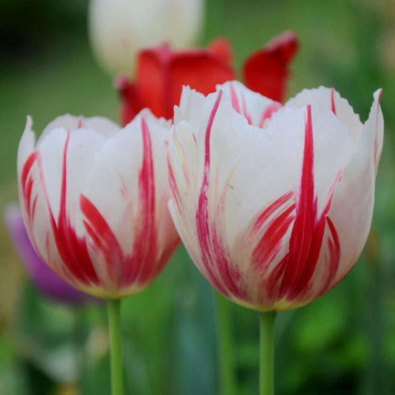 市领导参加全民义务植树活动(图1)