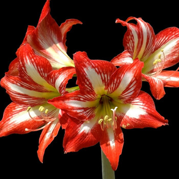 “赏花+打卡”领取消费券 黄浦区解锁国际花卉节新玩法(图1)