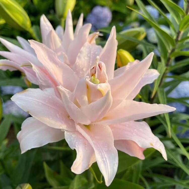 莲花跑车最新资讯-快科技--科技改变未来(图1)