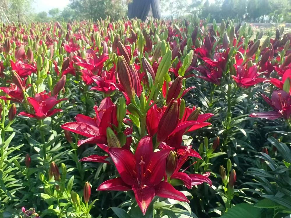 机械外骨骼最新资讯-快科技--科技改变未来(图1)