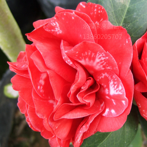 Manus最新资讯-快科技--科技改变未来(图1)