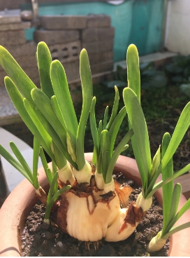 深圳赏簕杜鹃的地方(图1)