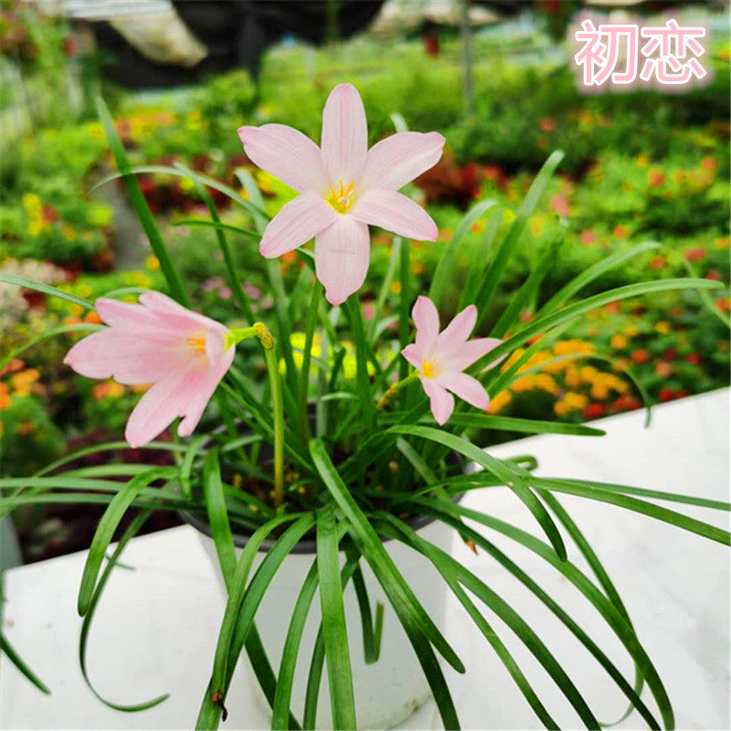 多年生球根类花卉(图1)