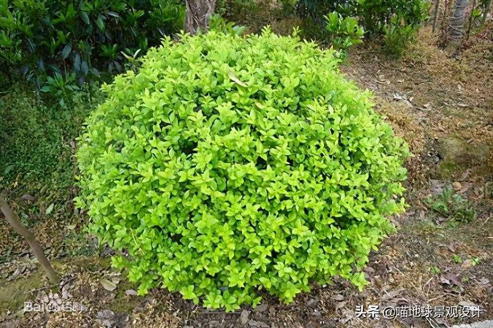 请选出1种常用的灌木球()。(图1)
