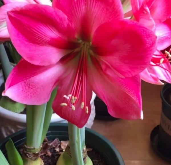 40种适合庭院花园的常见灌木植物你认识它们吗?(图1)