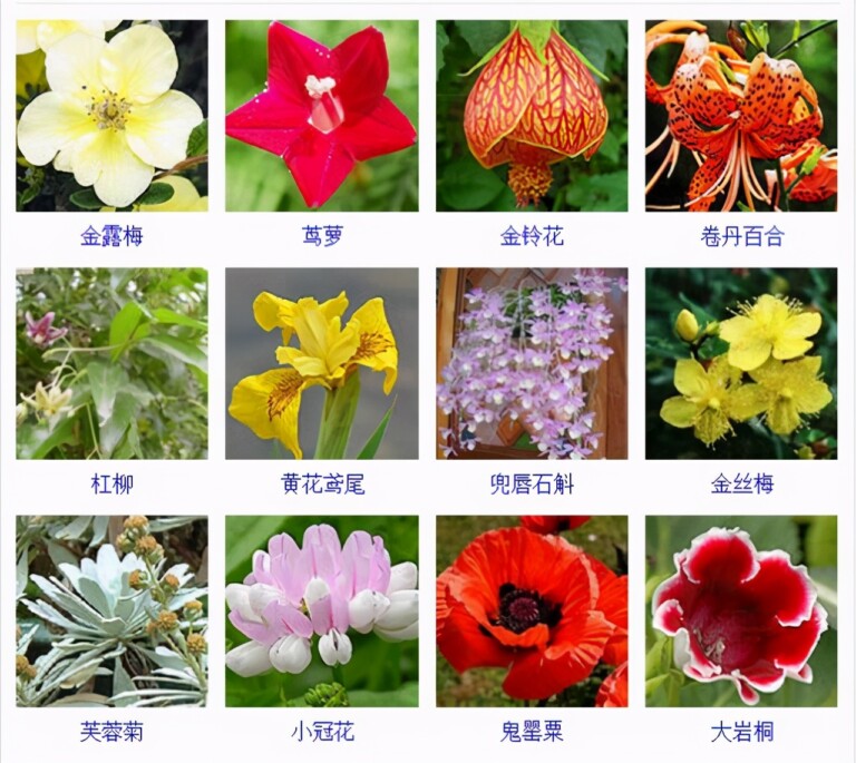 杨喜照的账本(图1)