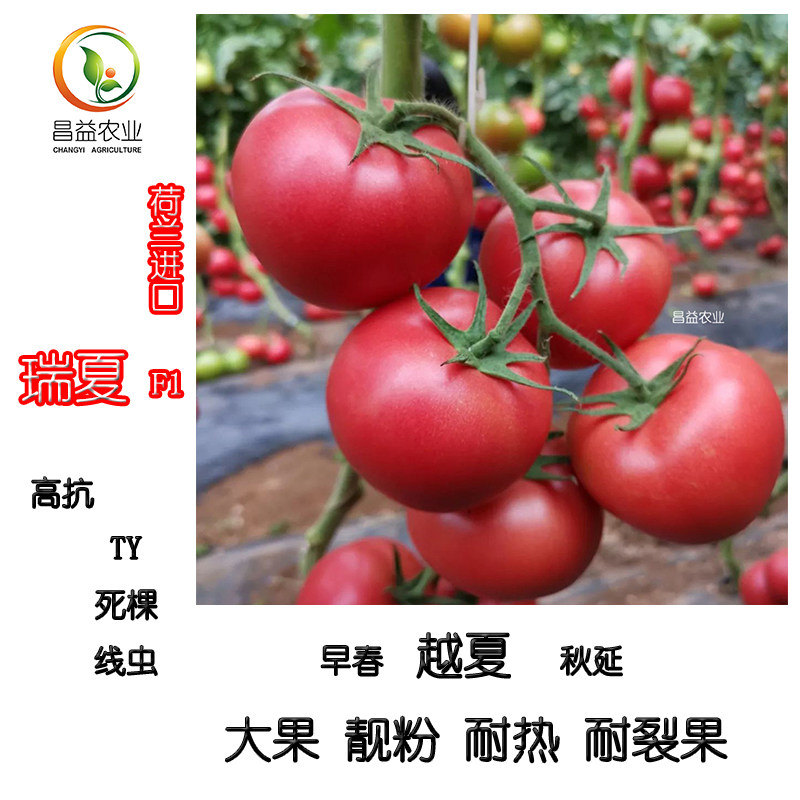 海评面:“中国为巴基斯坦提供绿色发展路线图”(图1)