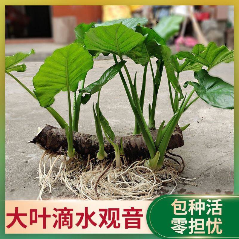 1️⃣酢浆草☘️属于秋植球根。在春末夏初地面部分会逐渐枯萎种球进入夏季休眠期直到九月入秋后开始生根萌芽然后到冬春季开花。有一定的耐寒性。南方一般能正常过冬北方的冬季要有一定的保暖措施。(图1)
