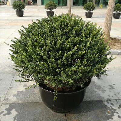 第25届中国(青州)花卉博览交易会暨第19届山东省花卉交易会开幕(图1)