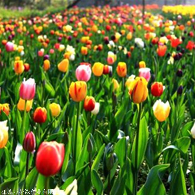 庭院种的种球花卉(图1)