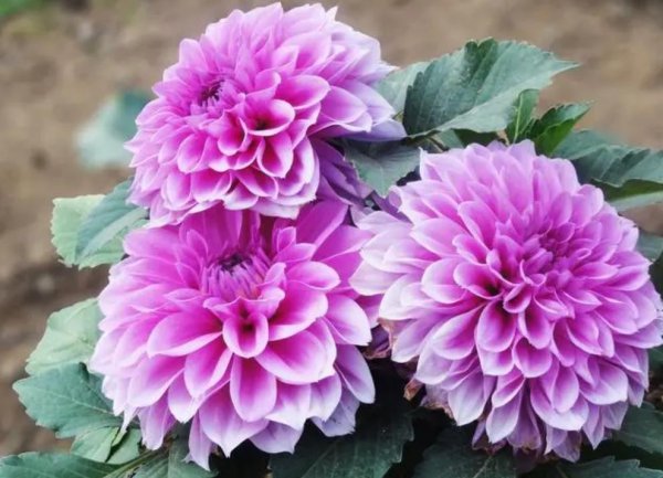 种好河北“菜园子”保障京津“菜篮子”(图1)