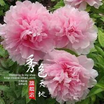 特色农险如何撑起豆类种植保护伞(图1)