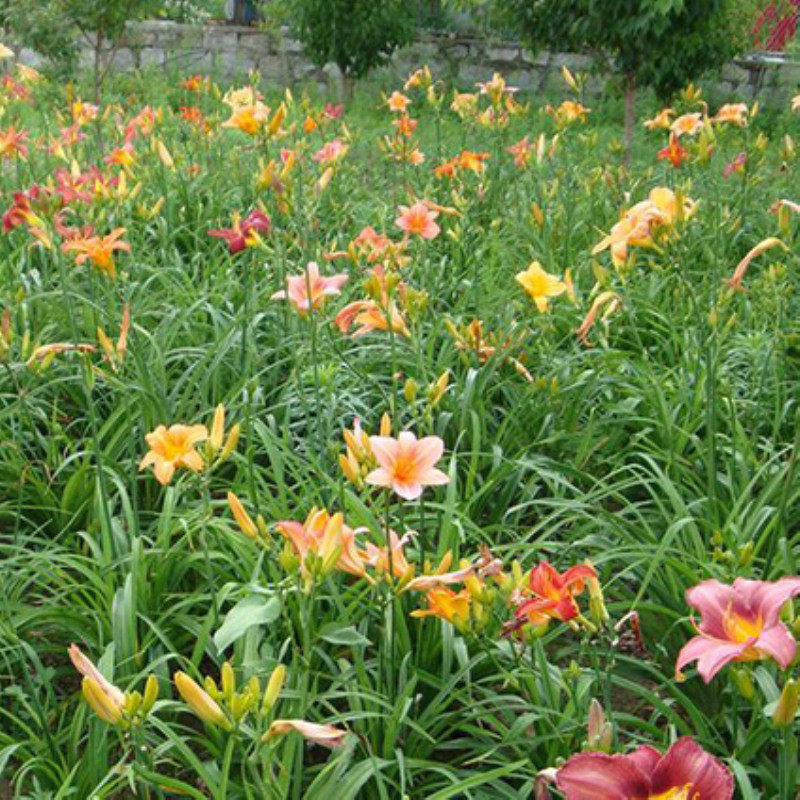 中国球根花卉2011年会10月11日在西安举办(图1)