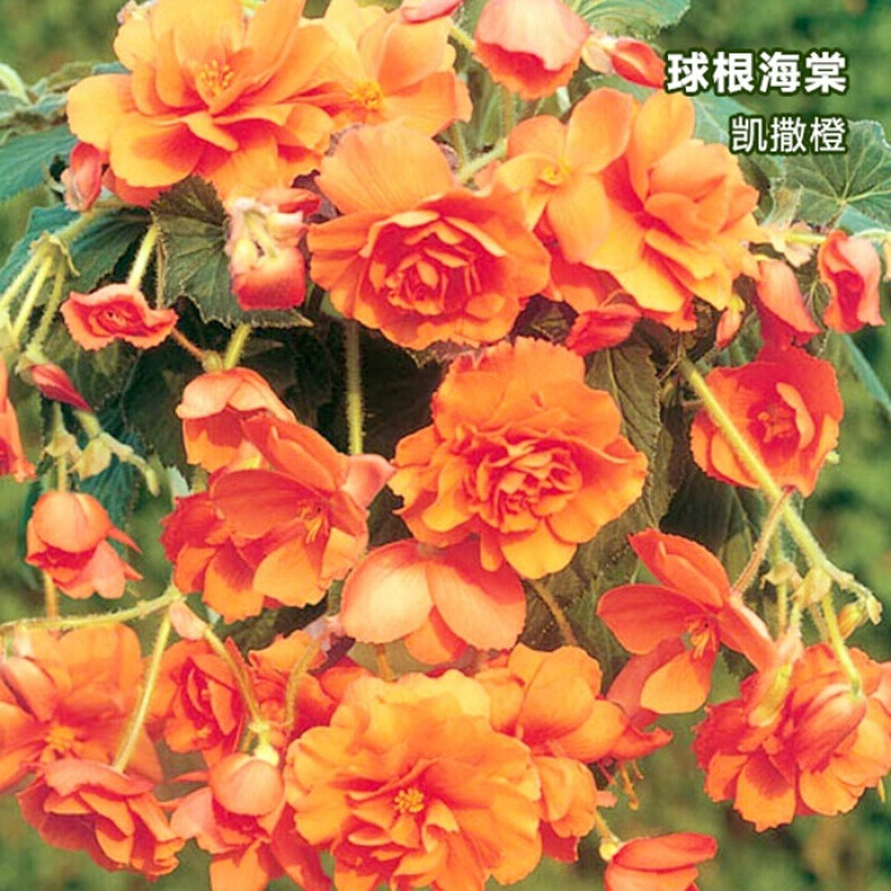 花卉栽培技术课件-球根花卉的分类ppt(图1)
