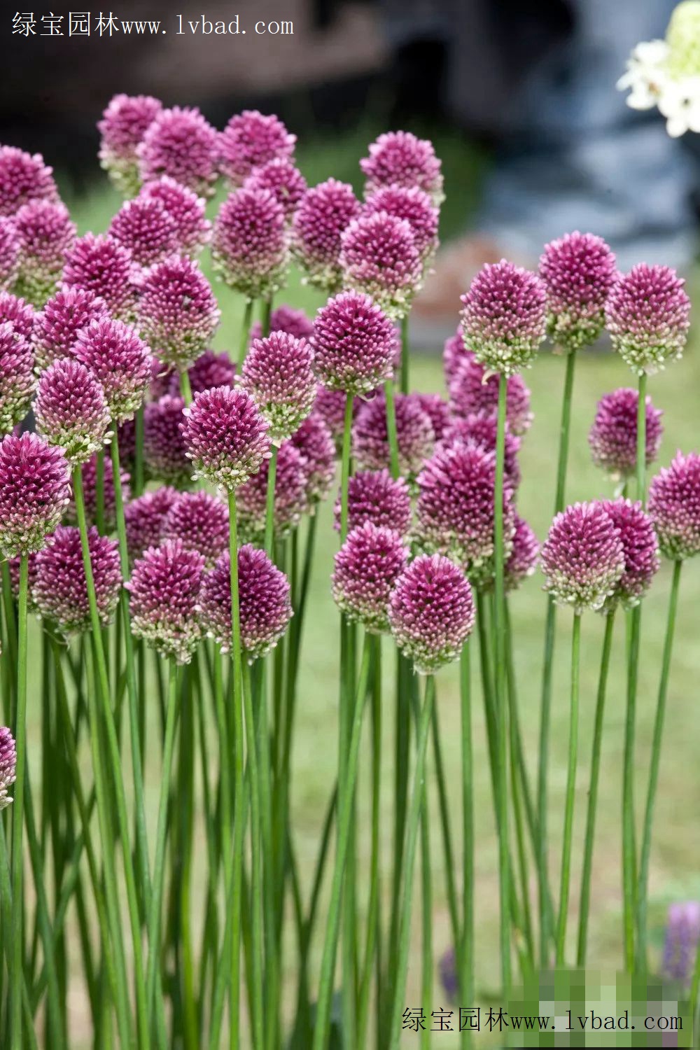 春节养花指南:冬季7种球根花卉种植技巧(图1)