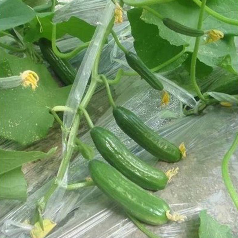 球根类花卉的特点介绍(图1)