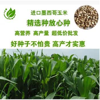一粒种子如何在戈壁成长为一个产业(图1)