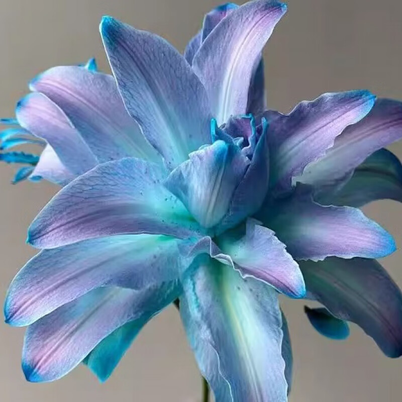 7款“种球花”花大如拳香甜如蜜种一年爆一窝(图1)