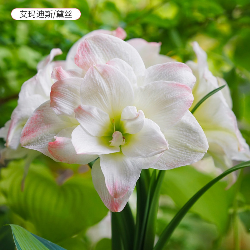 厂商动态_投影机频道_天极网(图1)