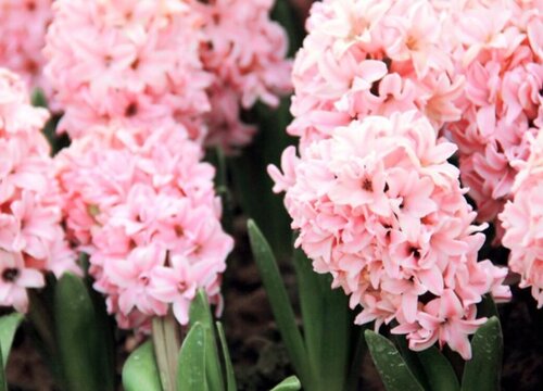 球根花卉在樱花园中的应用(图1)