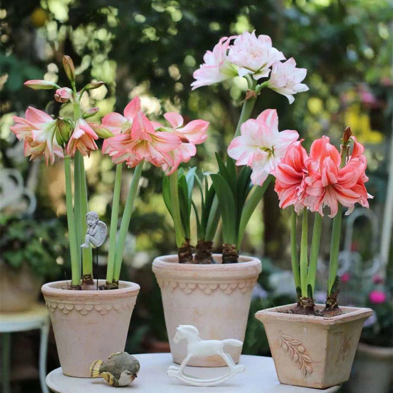 夏种正当时花种入滇忙(图1)