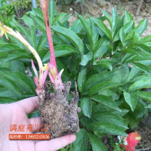 东莞小花球转动大产业(图1)