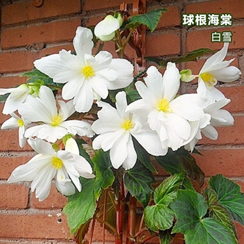常见的宿根花卉有哪些(图1)