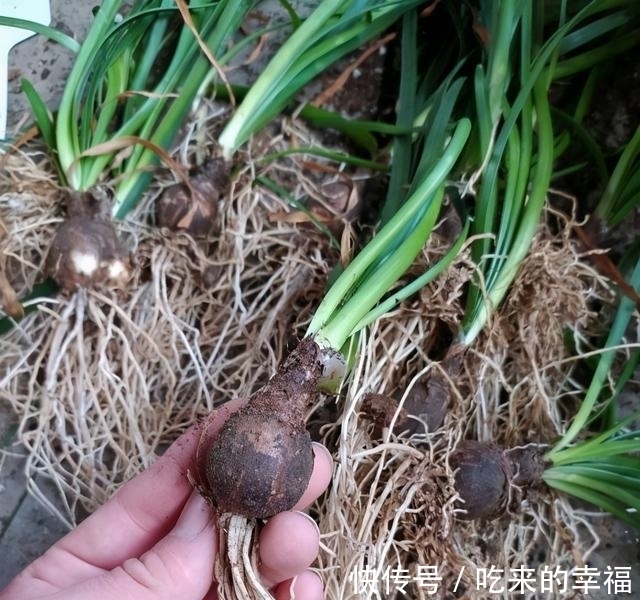 进出口食品一周(511-515)看点中国食品出口韩国违反情况(2026年4月)我国去皮花生仁被检出黄曲霉毒素超标(图1)