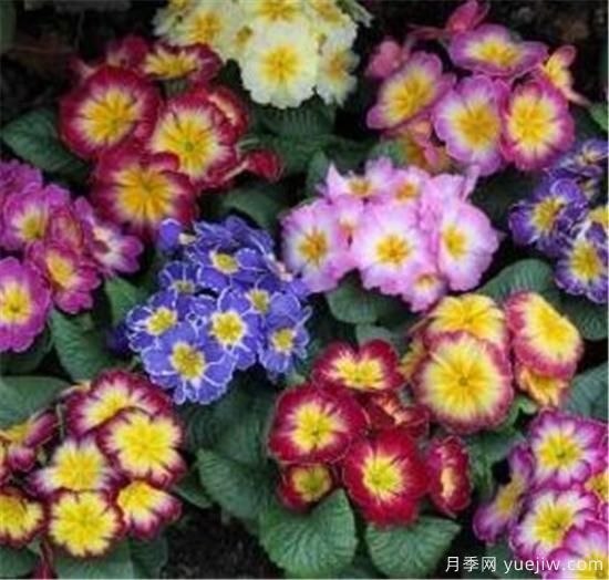 酢浆草科(图1)