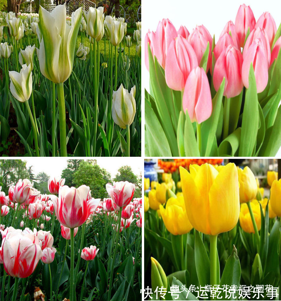 花材认识丨花卉的分类标准大全（建议收藏）(图1)