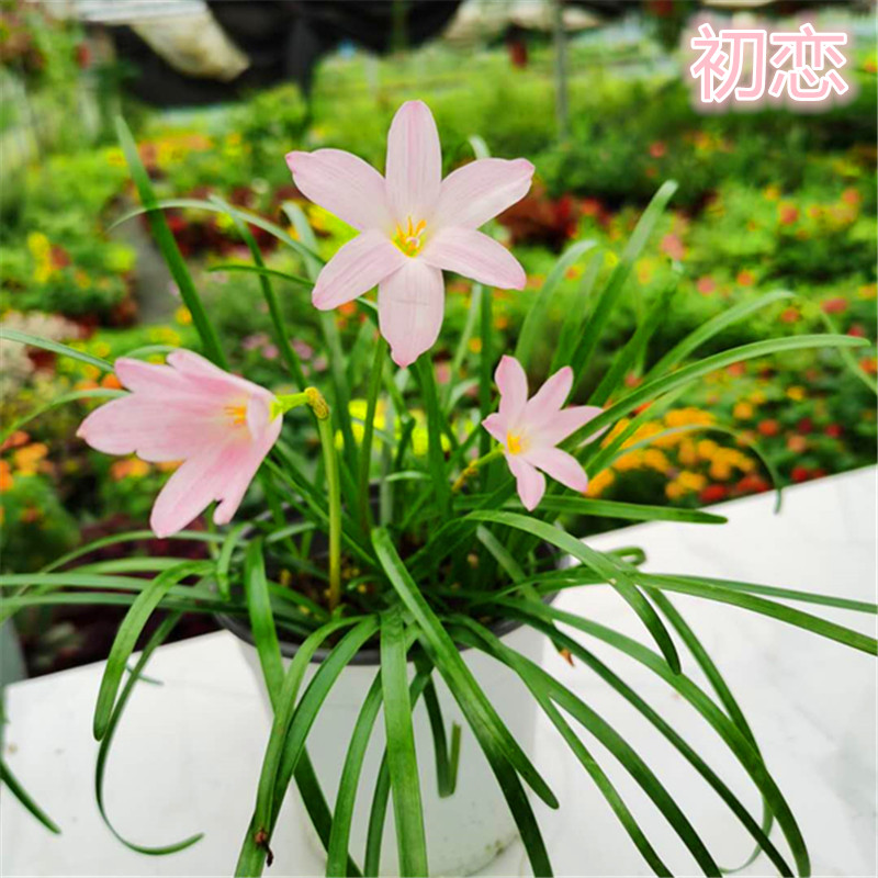 球根花卉水生花卉pptx(图1)