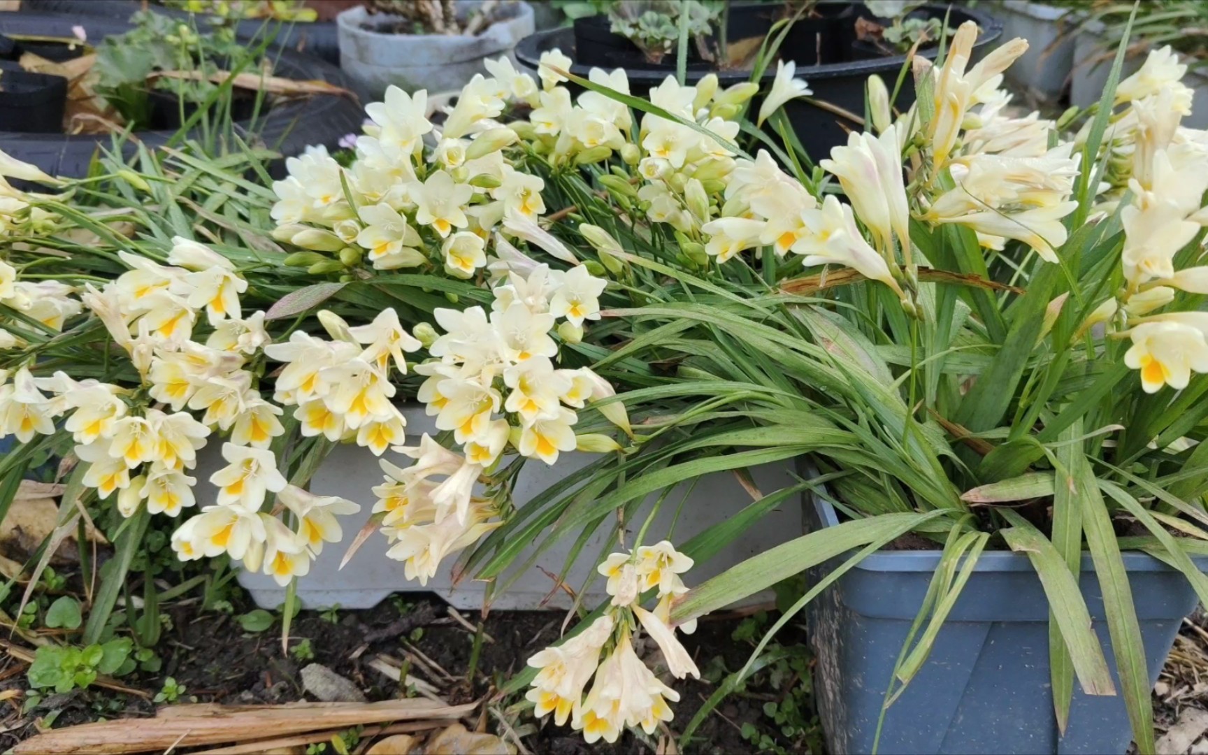 国家植物园桃花观赏季明日启幕山桃花溪进入最佳观赏期(图1)