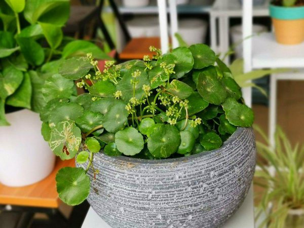 【推荐】在家种上这6种球根植物一年都可观花(图1)